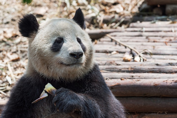 Fototapeta premium Giant panda eating bamboo closeup, Chengdu, China