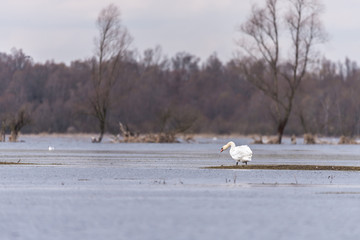 biały ptak, łabędź na tle rozlewiska rzeki, wiosenny krajobraz © Ewa Cierniak