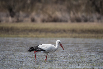 bocian, pojedyncz duży biały ptak z czarnym ogonem spaceruje po wodzie, szuka jedzenia, tło rozlewisko rzeczne