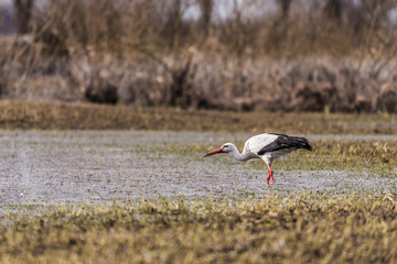 bocian, pojedyncz duży biały ptak z czarnym ogonem spaceruje po wodzie, szuka jedzenia, tło rozlewisko rzeczne
