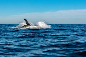 humpback whale while jumping breaching © Andrea Izzotti