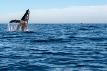 humpback whale while jumping breaching