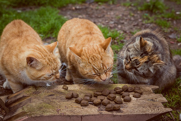 Fototapeta premium Three cats eat.
