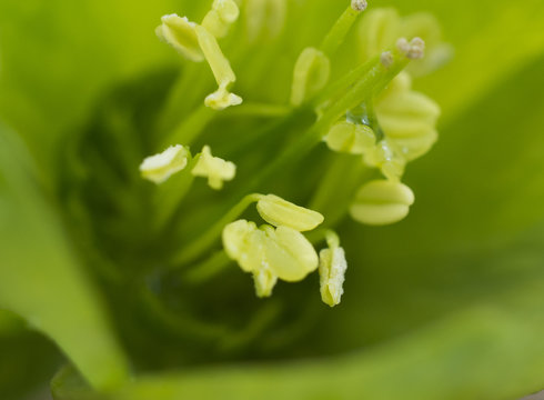 Pistils and stamens of a flower