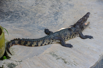 Crocodile.Crocodiles Resting at Crocodile Farm in Thailand.