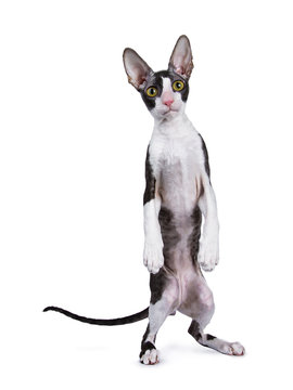 Cornish Rex Cat / Kitten Standing On Back Paws Like Human / Meerkat Isolated On White Background 