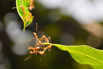 Ant action standing.Ant bridge unity team