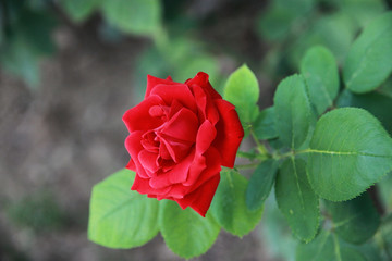 czerwony kwiat róży na zielonej gałązce w zbliżeniu