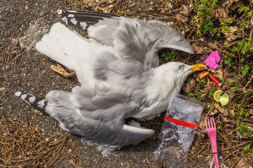 Tote Möwe mit Zigarettenkippe und Plastikmüll - Dead gull with cigarette butt and plastic garbage