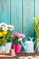 Image of colorful chrysanthemums in pots near wooden fence