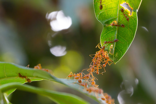 Ant action standing.Ant bridge unity team