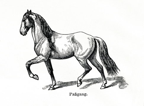 Horse gait - pace (from Meyers Lexikon, 1896, 13/770/771)
