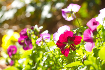 Leuchtende Hornveilchen im Frühling