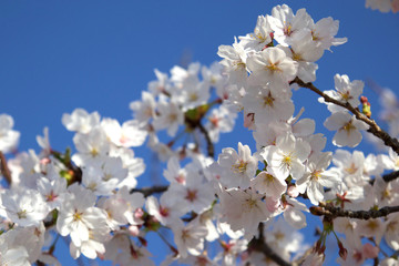 桜の花と青空