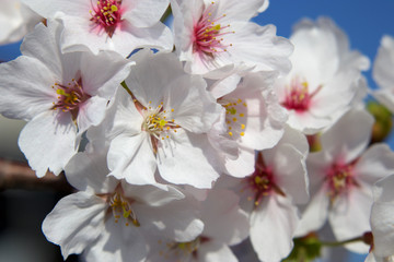 Fototapeta premium 桜の花と青空