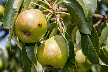 Poires sur l'arbre en gros plan