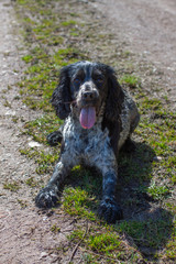spaniel