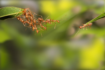 Ant action standing.Ant bridge unity team