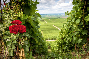 Champagne, Vineyard in the hills with red roses near Vernezay. In the background the plain with vineyards. France