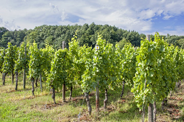 Fototapeta na wymiar Cleebourg. Vignoble alsacien. bas Rhin. Alsace. Grand Est