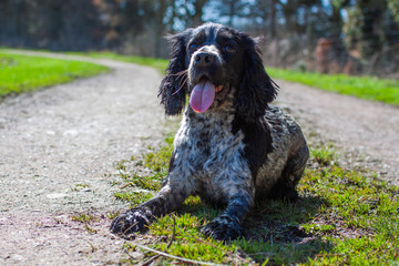 Fototapeta premium spaniel