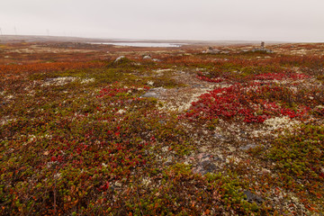 tundra, the Kola Peninsula, Russia