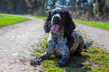 Fototapeta premium spaniel