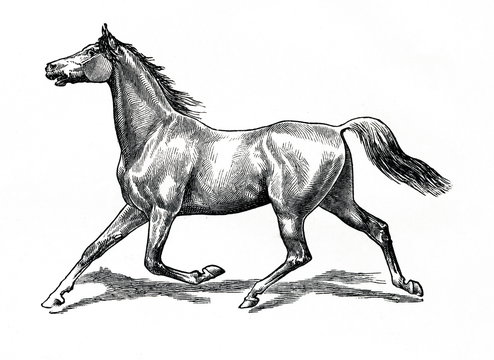 Horse gait - extended trot (from Meyers Lexikon, 1896, 13/770/771)
