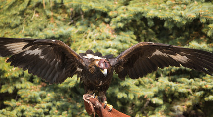 tamed golden eagle, Kazakhstan