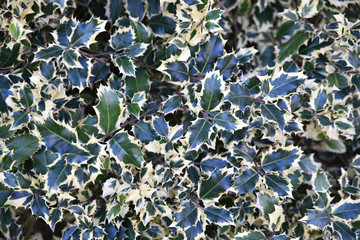 Ilex argentea marginata au printemps