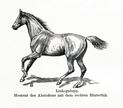 Horse gait - gallop (from Meyers Lexikon, 1896, 13/770/771)