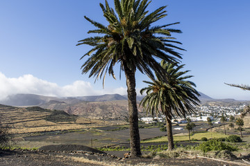 Palmier paysage