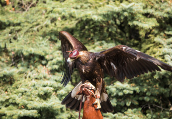 Fototapeta premium tamed golden eagle, Kazakhstan