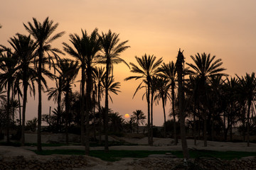 Obraz premium Sunset on Palm Trees, Qeshm, Iran