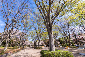 春の武蔵野公園