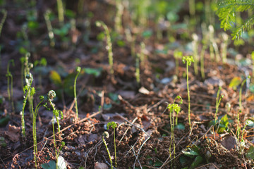 Image of thin sprouts of young fern in spring at sunset. Green Background with Fresh unfolding fern