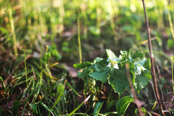 Close-up image of Fresh White Trillium flowers in the Forest in spring at sunset. Adorable green background with white flowers in summer