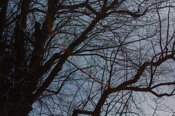 winter trees