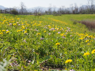 prato in fiore