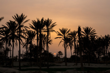 Obraz na płótnie Canvas Sunset on Palm Trees, Qeshm, Iran