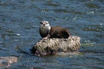 Obraz premium loutre sur un rocher