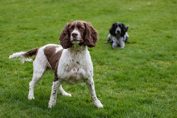 spaniel