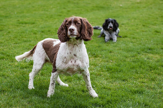 spaniel