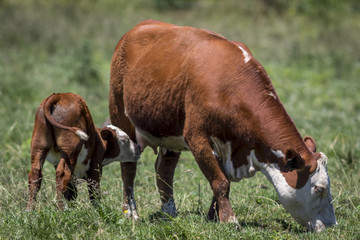 Nursing Calf