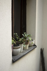 Flower pots on window