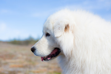 Profile Portrait of prideful maremma sheepdog. Close-up of Big white fluffy guardian dog posing in the field on blue background