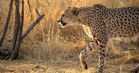 Gepard in freier Wildbahn