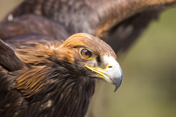 tamed golden eagle, Kazakhstan