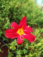 Obraz premium Beautiful Bright Pink Flower