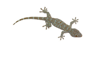 Gecko isolated on white background with clipping path.